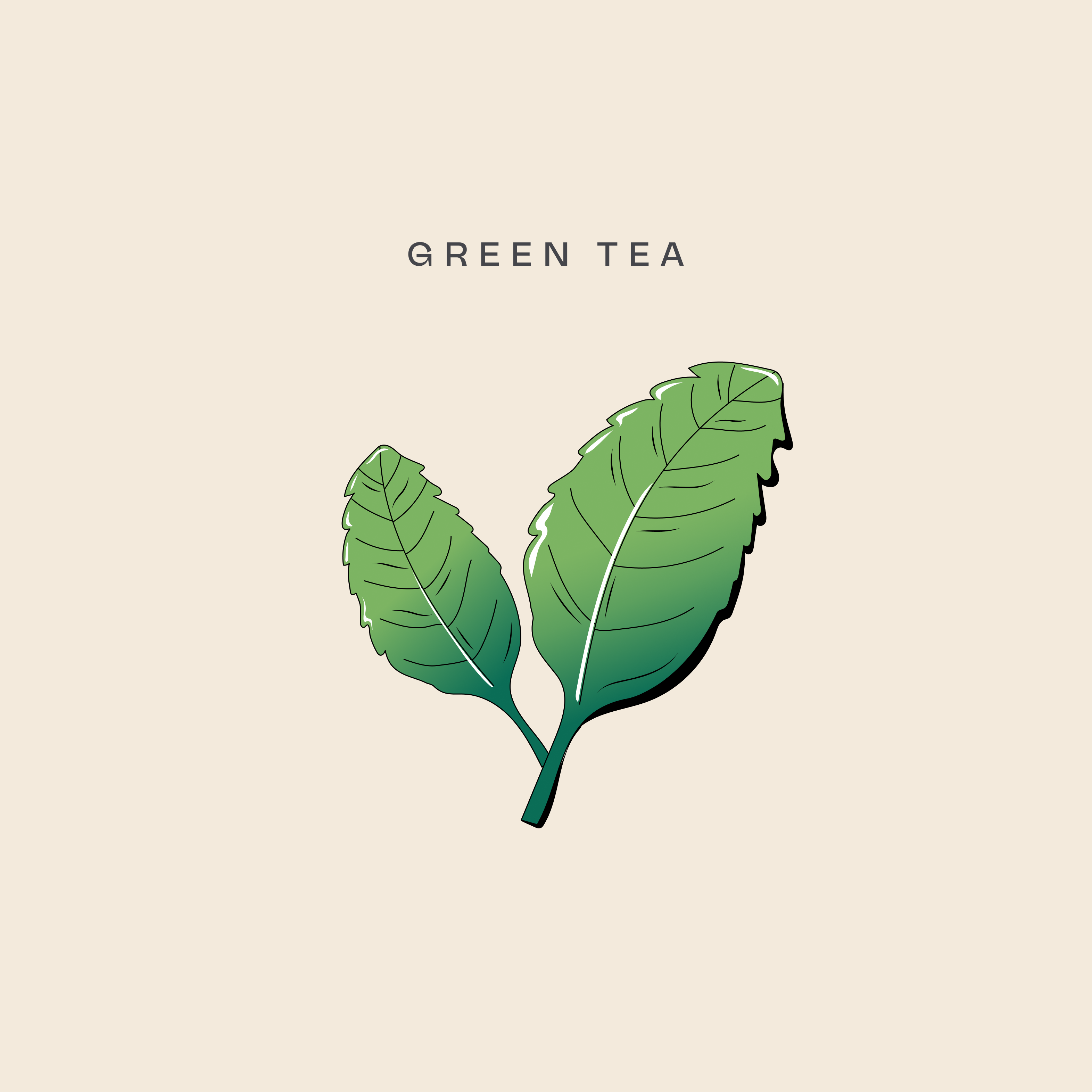 Illustration of green tea leaves used as a Brass Lion Pearl Jasmine Gin botanical