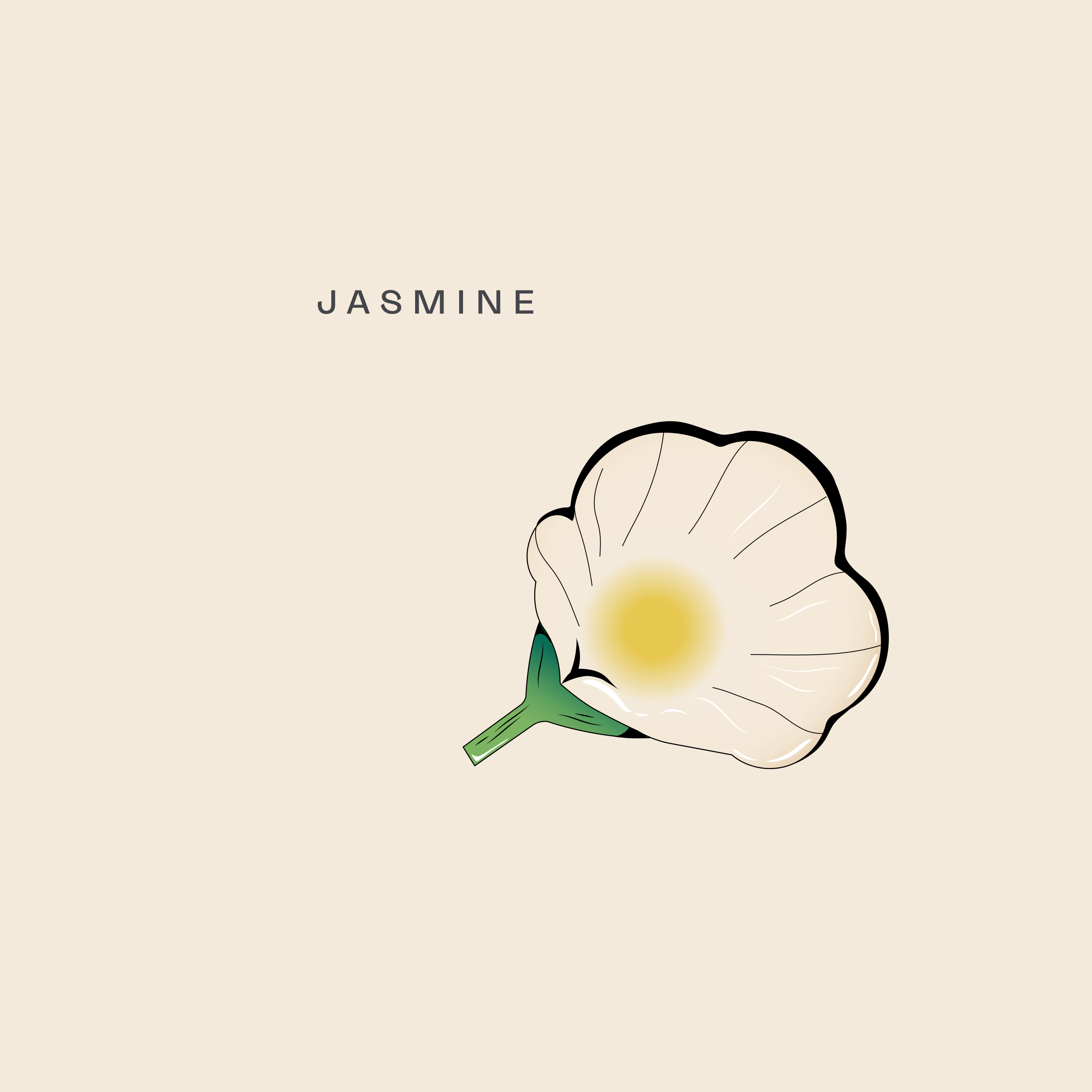 Illustration of a jasmine flower used for Brass Lion Pearl Jasmine Gin botanical notes